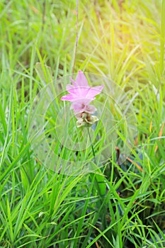 Siam Tulip field, called `Dok Kra Jiao` in Thai or Curcuma alismatifolia flower
