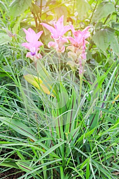 Siam Tulip field, called `Dok Kra Jiao` in Thai or Curcuma alismatifolia flower