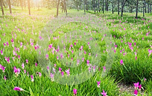 Siam Tulip field, Curcuma alismatifolia flower