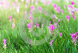 Siam Tulip field, Curcuma alismatifolia flower.