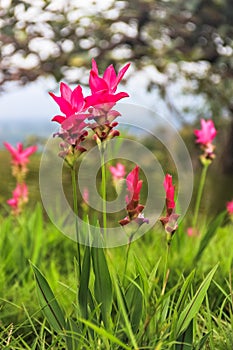 Siam Tulip in field of flowers