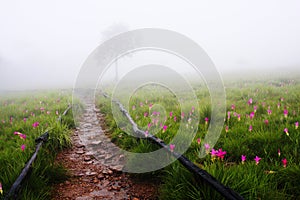 Siam Tulip field with lonely tree