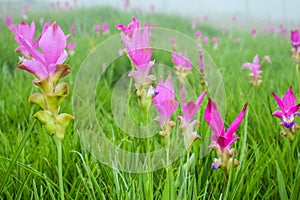 Siam tulip field in the mist