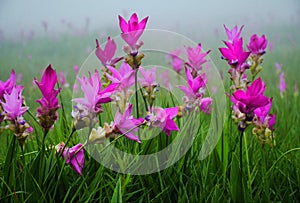 Siam tulip field in thailand