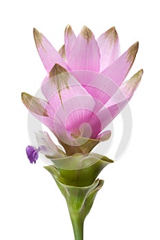 Siam tulip flower