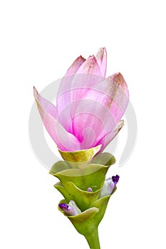 Siam Tulip Flower.