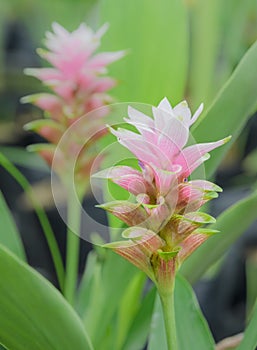 Siam Tulip flower