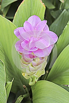 Siam Tulip flower