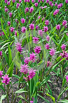 Siam tulip flower blooming