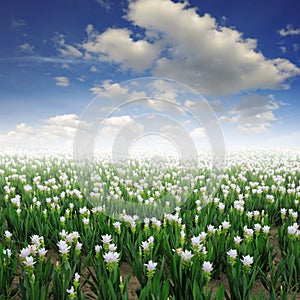 Siam tulip flower and blue sky