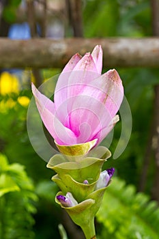 Siam Tulip Flower. photo