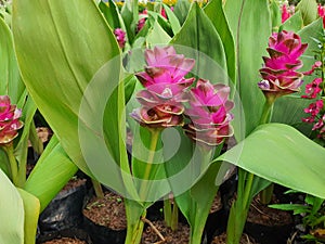 Siam tulip flower or Curcuma Alismatifolia Gagnap is a flowering plant with rhizomes or tubers in the soil.
