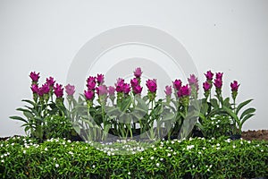 Siam tulip flower or Curcuma alismatifolia on white background