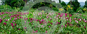 Siam Tulip flower in garden