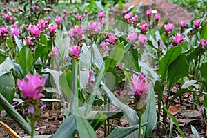 Siam tulip flower garden field