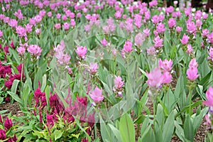 Siam tulip flower garden field