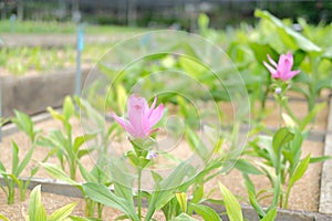 Siam tulip flower garden field