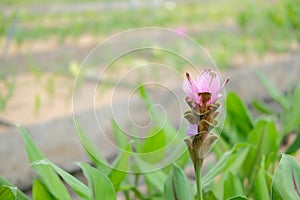 Siam tulip flower garden field