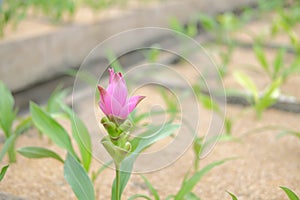 Siam tulip flower garden field