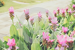 Siam tulip flower garden field. Curcuma alismatifolia