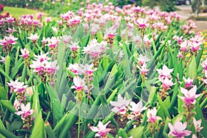 Siam tulip flower garden field. Curcuma alismatifolia