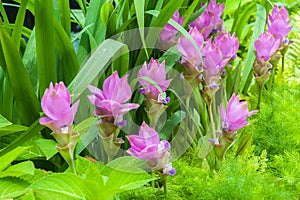 Siam tulip flower on garden photo