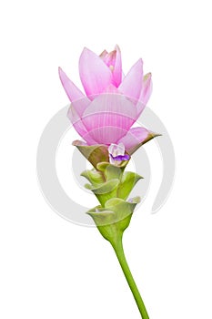 Siam tulip flower isolated