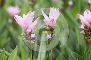Siam Tulip flower , Patumma