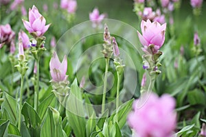 Siam Tulip flower , Patumma