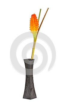 Siam tulip flower or Patumma in black vase