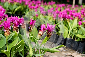 Siam tulip flower or Patumma in garden