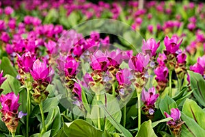 Siam tulip flower or Patumma in garden