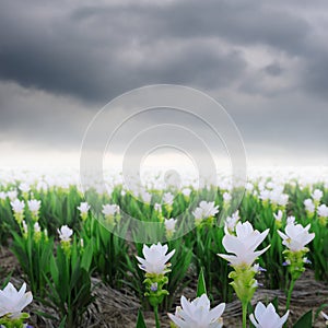Siam tulip flower and rain cloud : Gardens in the moring
