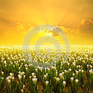 Siam tulip flower and Sunset: Gardens in the moring