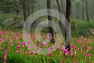 Siam tulip flower and tree