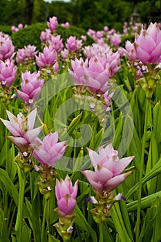 Siam tulip flowers