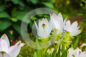 Siam tulip flowers