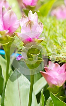 Siam Tulip Flowers.