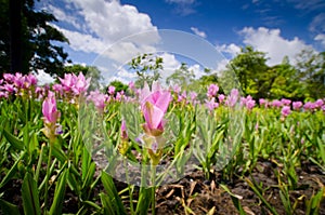 Siam tulip flowers in garden