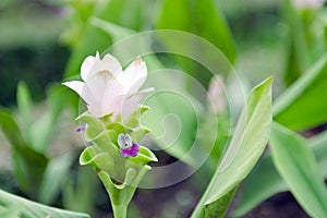 Siam Tulip flowers in the garden