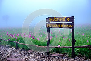 Siam Tulip flowers on the ground at Saithong National Park