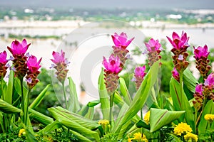 Siam Tulip Flowers on the Mountain