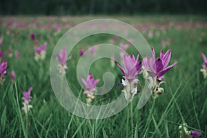 Siam Tulip Krachiao blossoms