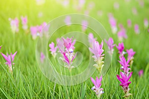 Siam Tulip (Krachiao) blossoms at Sai Thong National Park, Thailand