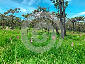 Siam Tulip or Krajeaw Flowers field,nature background.