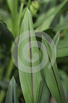 Siam tulip leaves