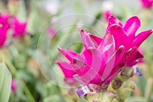 Siam Tulip in park. blooming pink flower in garden