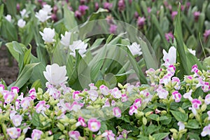 Siam Tulip in park. blooming white and pink flower in garden