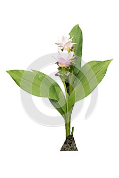 Siam Tulip or Patumma or Circuma flowers on a white background with clipping path.