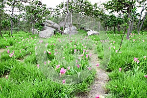 Siam Tulip or Patumma field and small walk way